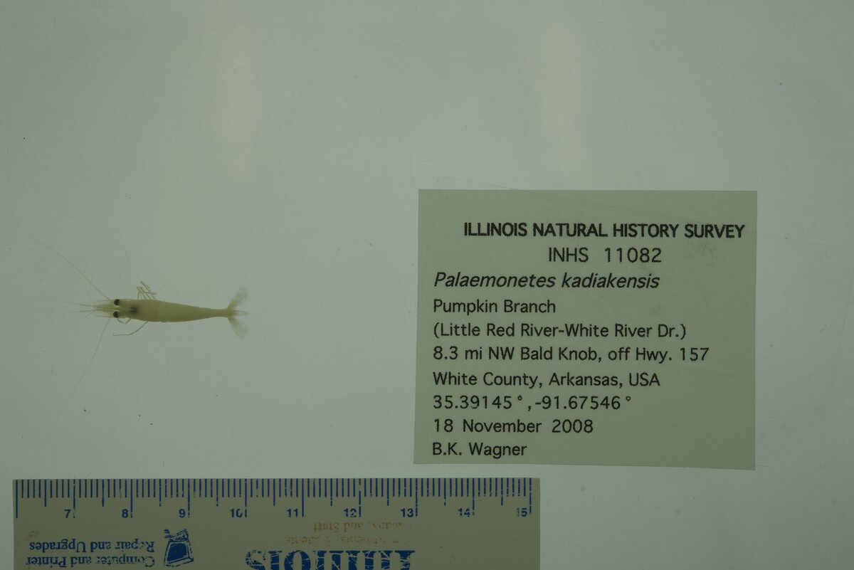 Palaemonetes image